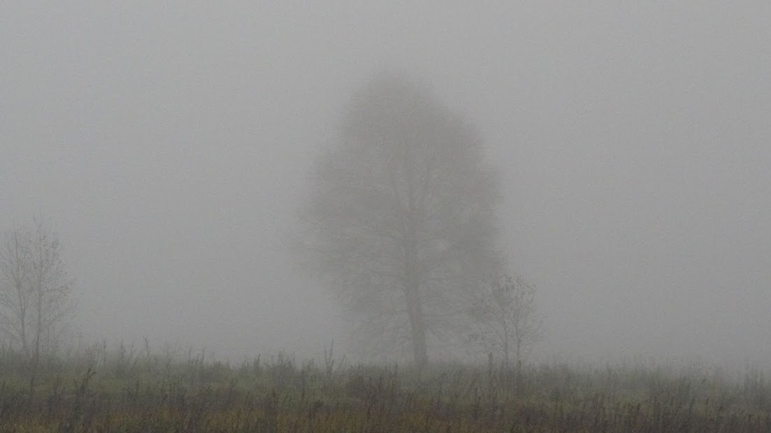 misty tree